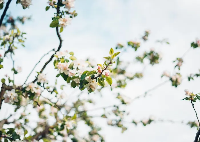 Appartement Atelier Probst- Salmannsweilergasse *